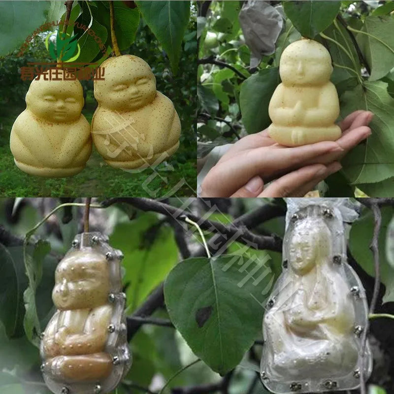 Moldes de Crescimento para Frutas e Vegetais – Forma Criativa para o Seu Jardim