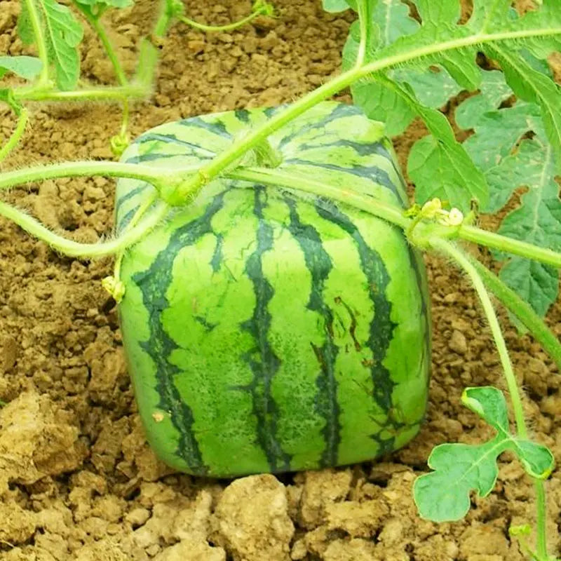 Moldes de Crescimento para Frutas e Vegetais – Forma Criativa para o Seu Jardim