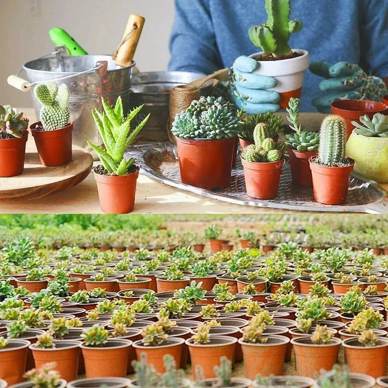 Kit com 75 Vasos Plásticos de 10cm para Mudas e Suculentas