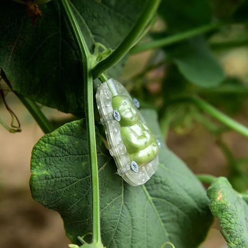 Moldes de Crescimento para Frutas e Vegetais – Forma Criativa para o Seu Jardim