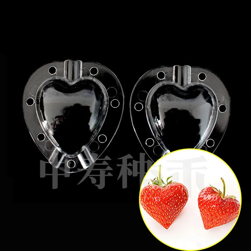 Moldes de Crescimento para Frutas e Vegetais – Forma Criativa para o Seu Jardim