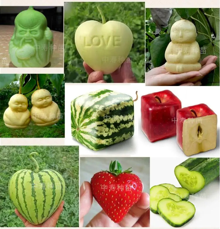 Moldes de Crescimento para Frutas e Vegetais – Forma Criativa para o Seu Jardim