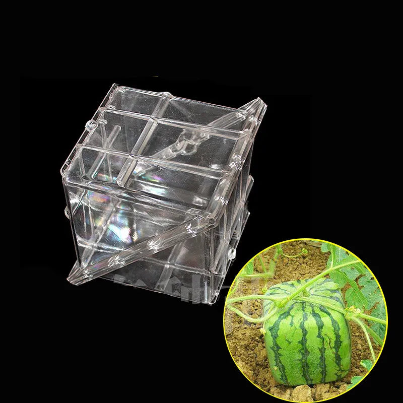Moldes de Crescimento para Frutas e Vegetais – Forma Criativa para o Seu Jardim