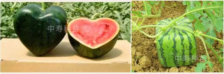 Moldes de Crescimento para Frutas e Vegetais – Forma Criativa para o Seu Jardim